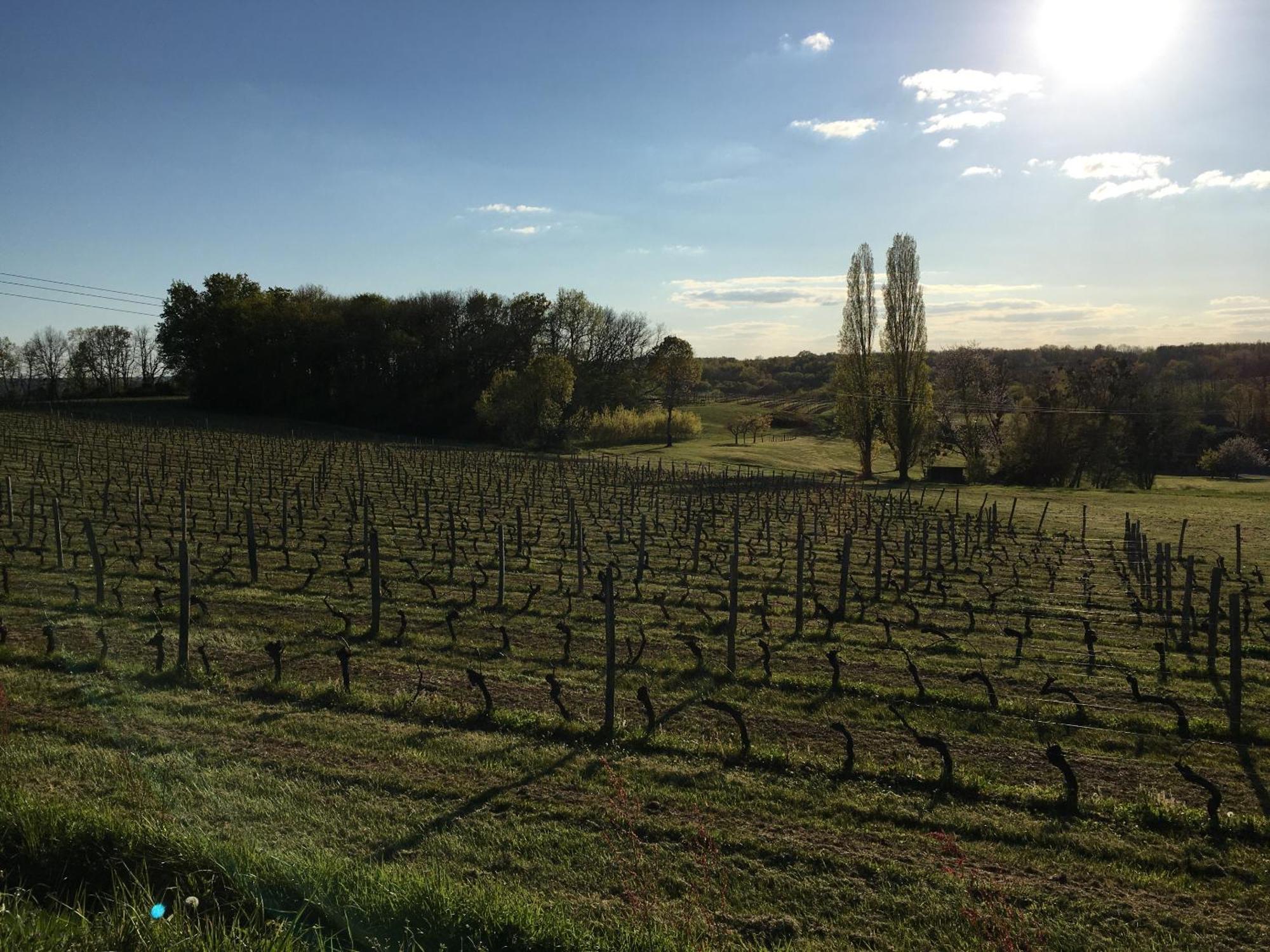 Chateau Masburel Fougueyrolles Экстерьер фото